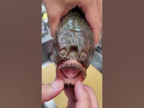 披肩瞻星魚|請問這條兇猛的魚是什麼魚呀？能吃嗎？